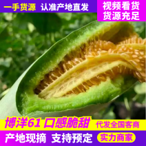 博洋61甜瓜博洋甜瓜产地直发对接电商市场社区团购等