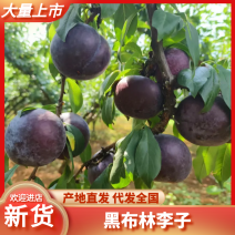 河南李子/黑布林/南阳李子-发货全国质量保证