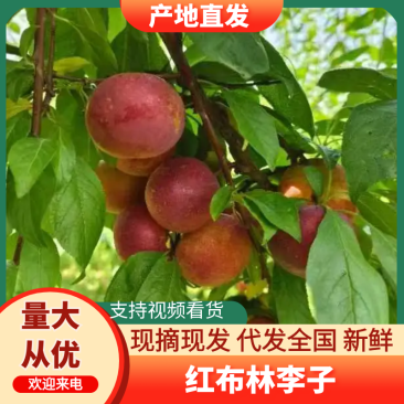 河南李子/红布林/南阳红布林-对接商超保质量