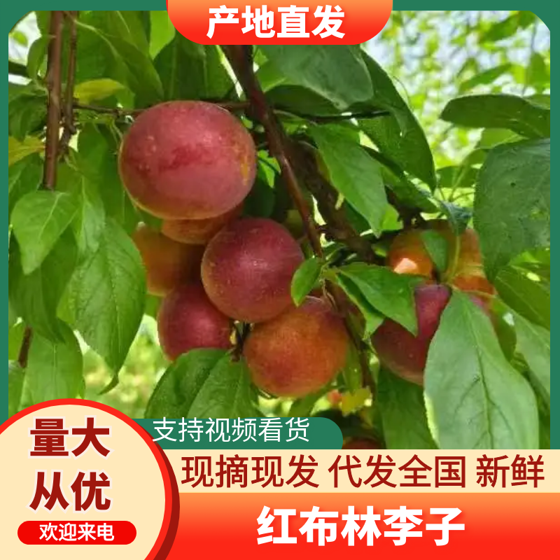 河南李子/红布林/南阳红布林-对接商超保质量