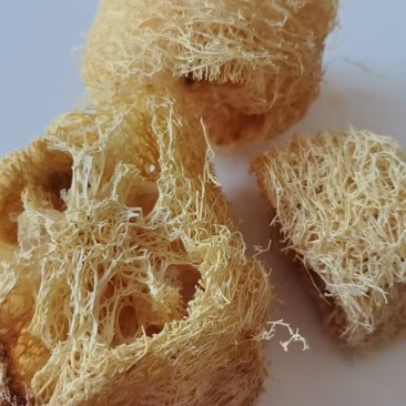 《精品》丝瓜络大量有货精选药材品质保证可视频看货