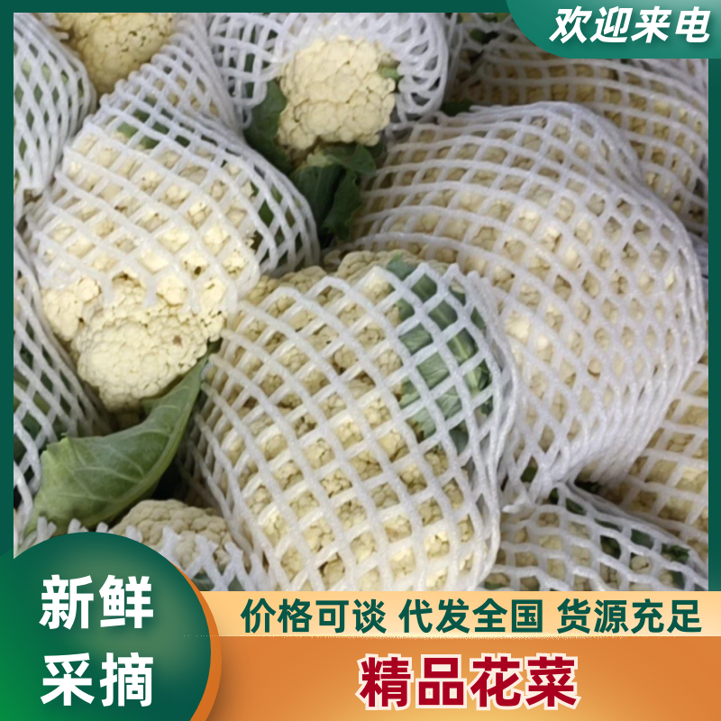 【花菜】河南松花菜大量供应保证品质供应全国市场电商