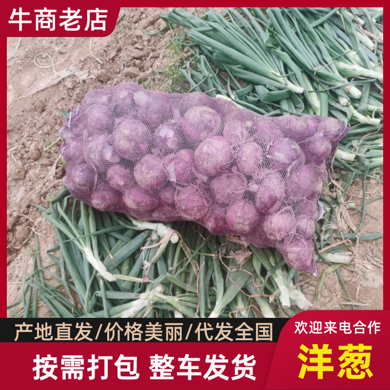 【洋葱】开封紫皮洋葱基地直供提供一条龙服务欢迎咨询