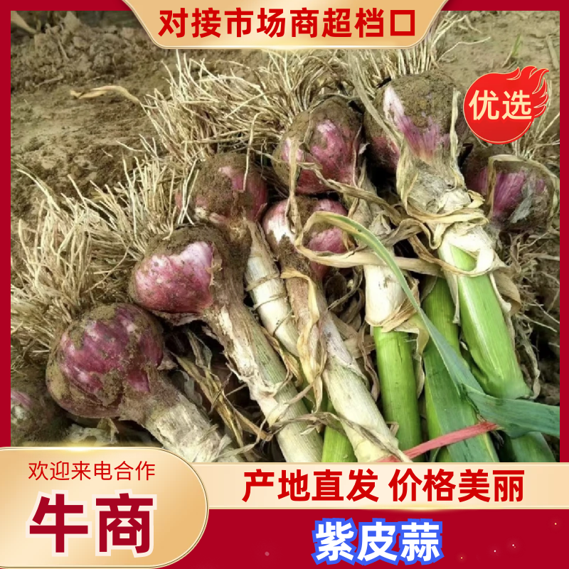 【大蒜】通许把子蒜紫皮蒜鲜蒜供应市场电商商超