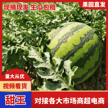 广西甜王/甜王西瓜/崇左西瓜-对接全国送货上门保质量