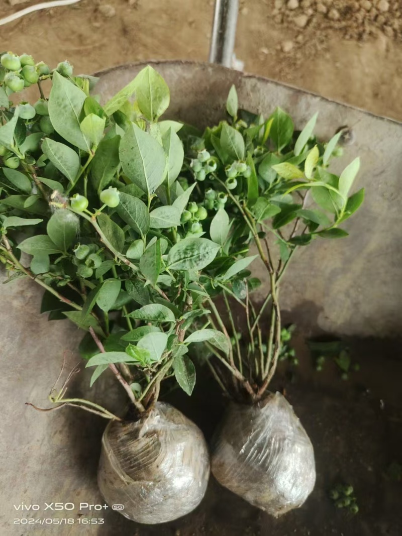 蓝莓苗山东临沂蓝莓苗基地直发量大从优欢迎来电咨询