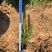黑松树苗基地直发量大从优诚信合作欢迎来电咨询