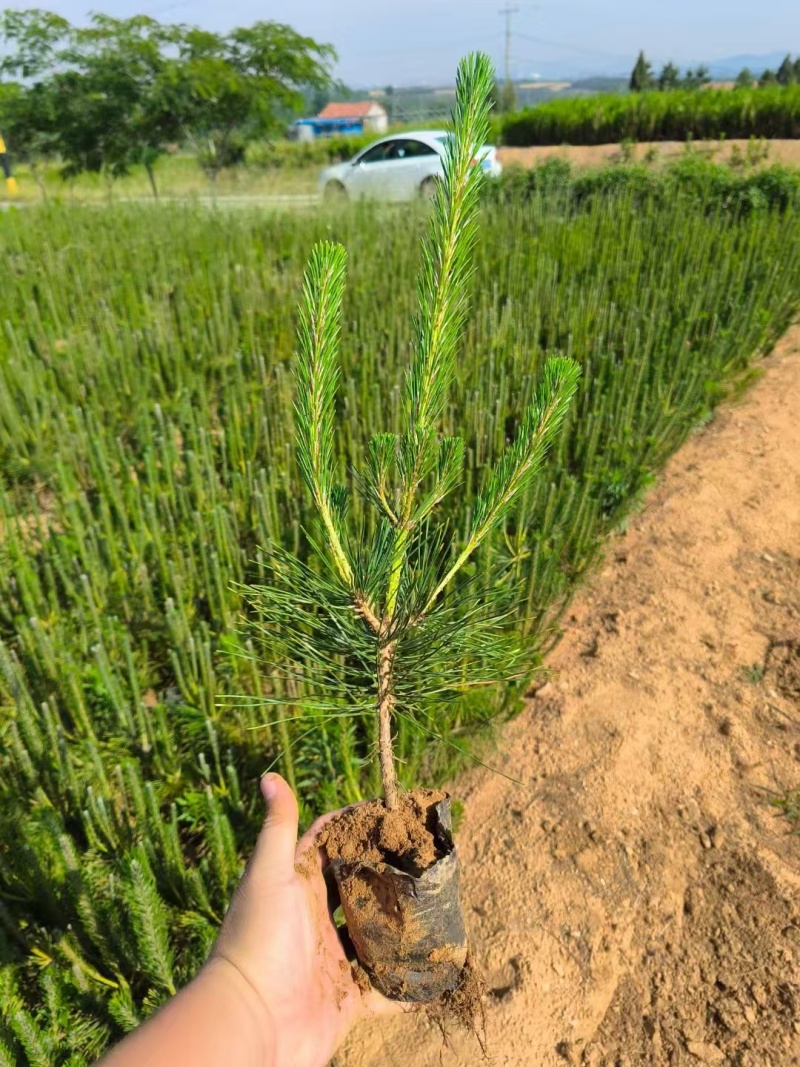 黑松树苗基地直发量大从优诚信合作欢迎来电咨询