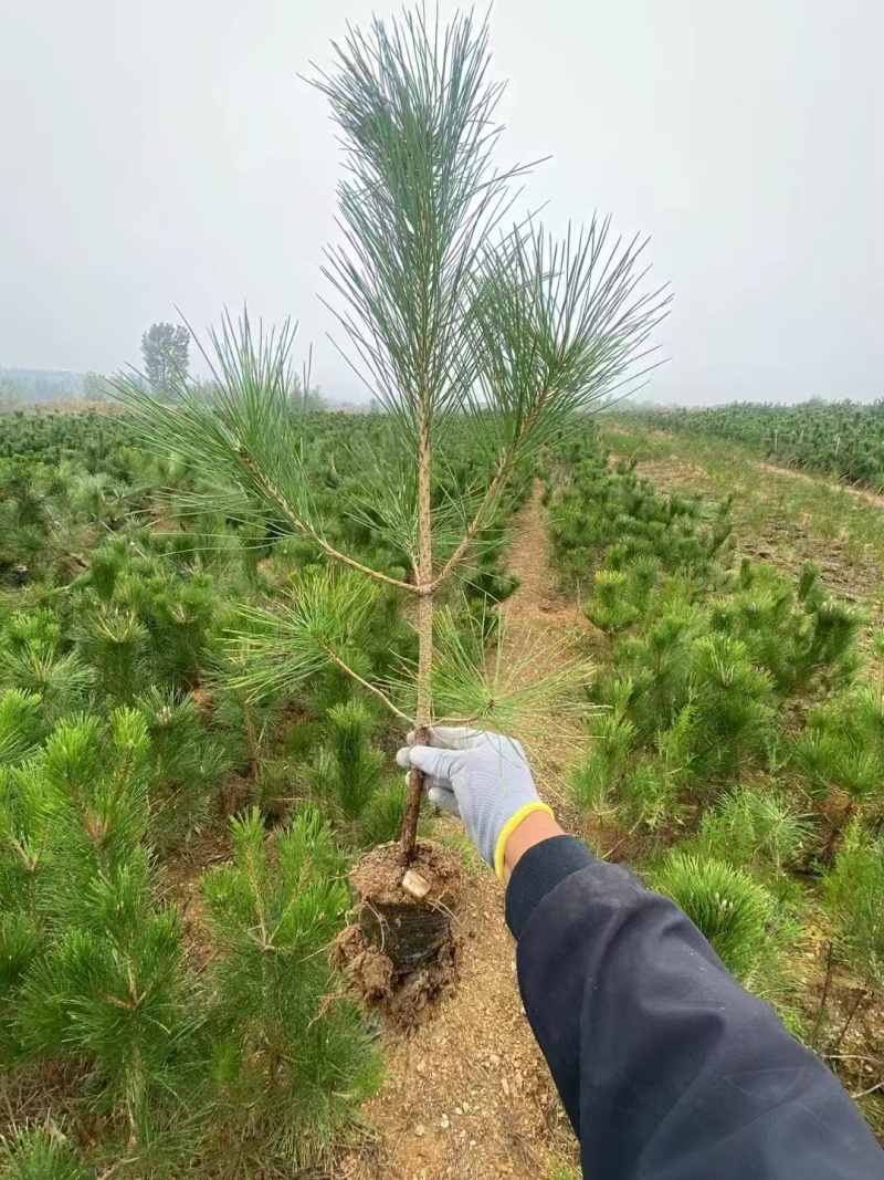 黑松树苗基地直发量大从优诚信合作欢迎来电咨询