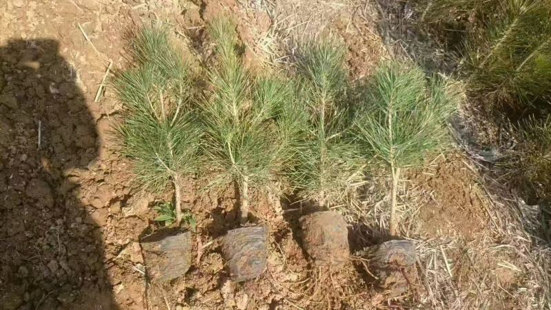 黑松树苗基地直发量大从优诚信合作欢迎来电咨询