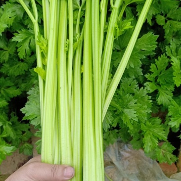 皇后芹菜万亩产地量大从优专业加工打包打捆实力代办