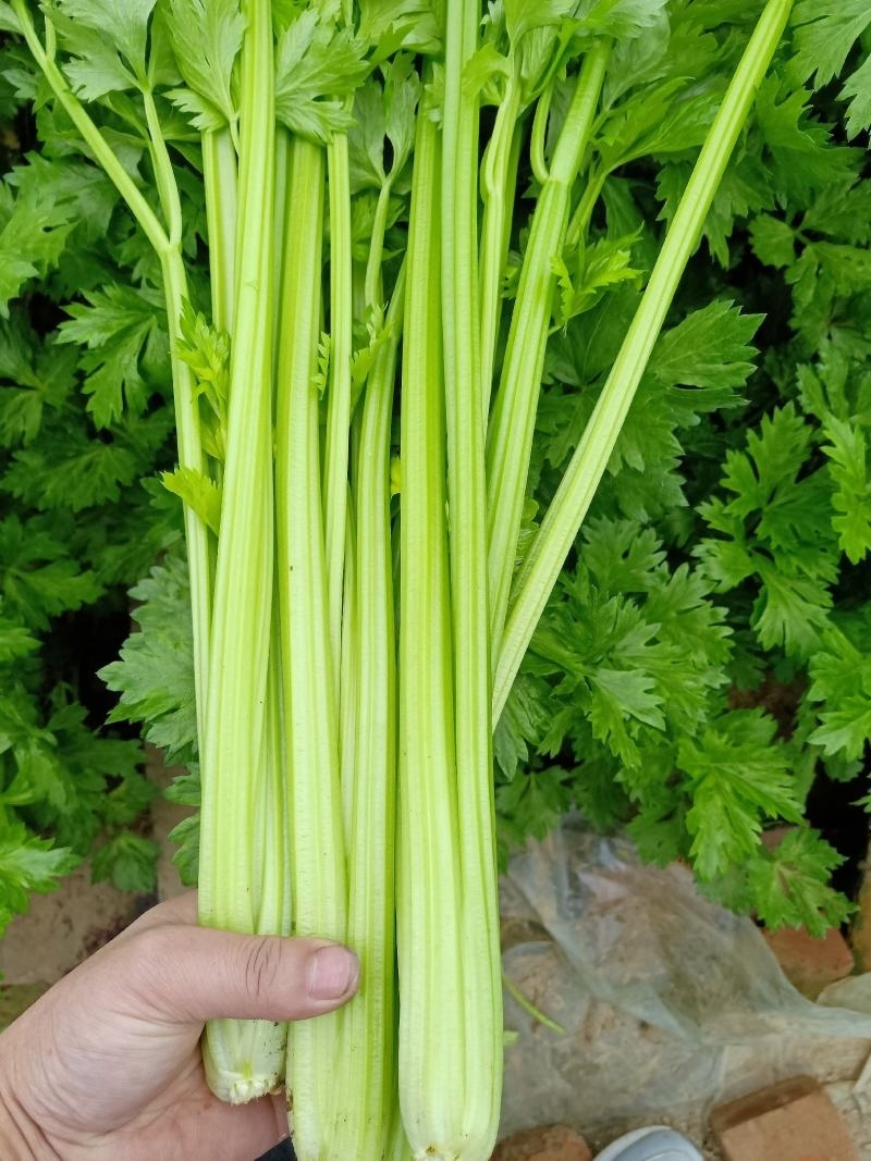 皇后芹菜万亩产地量大从优专业加工打包打捆实力代办