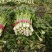 皇后芹菜万亩产地量大从优专业加工打包打捆实力代办