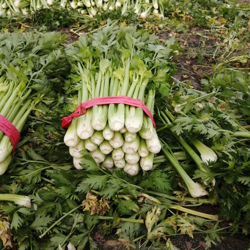 皇后芹菜万亩产地量大从优专业加工打包打捆实力代办