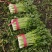皇后芹菜万亩产地量大从优专业加工打包打捆实力代办