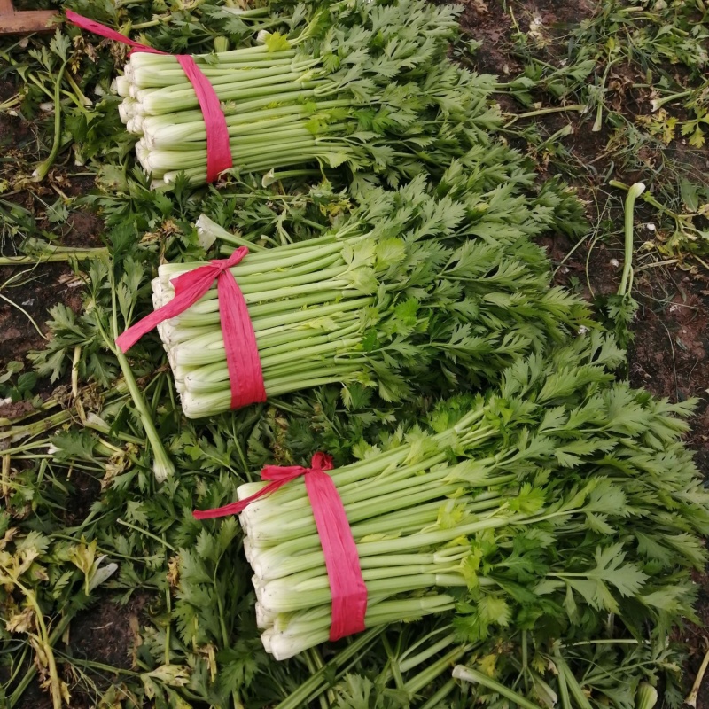 皇后芹菜万亩产地量大从优专业加工打包打捆实力代办