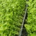 皇后芹菜万亩产地量大从优专业加工打包打捆实力代办