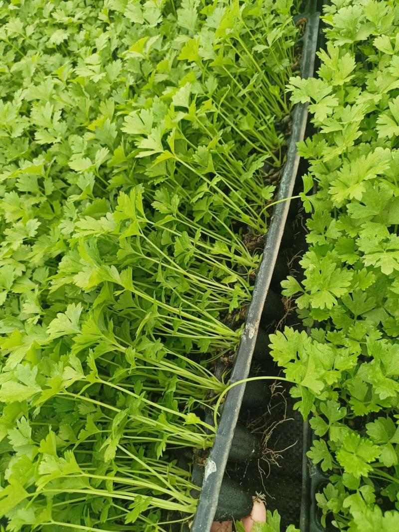 皇后芹菜万亩产地量大从优专业加工打包打捆实力代办