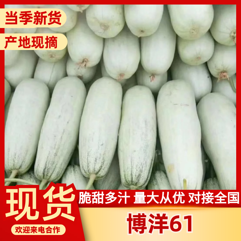 【推荐】河北甜瓜博洋61，基地货源商超，可代收，全国接单