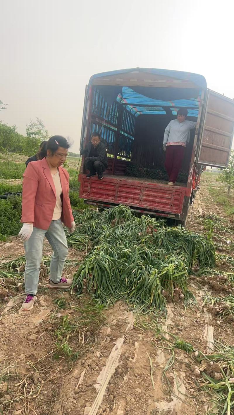 大蒜品质保证服务周到产地直发价格美丽