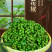 重庆江津青花椒冷冻鲜青花椒麻椒藤椒粒贴牌批发一件代发厂家