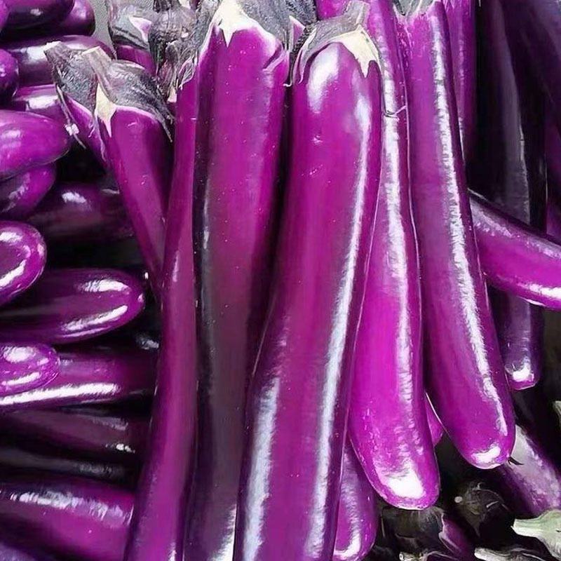 广佳紫红长茄种子早熟高产深紫红色果肉白色蔬菜种子