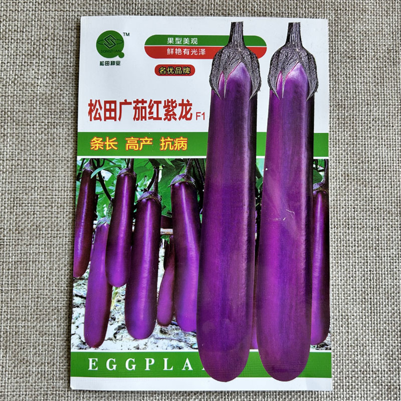 松田广茄红紫龙种子早熟高产深紫红色挂果多基地