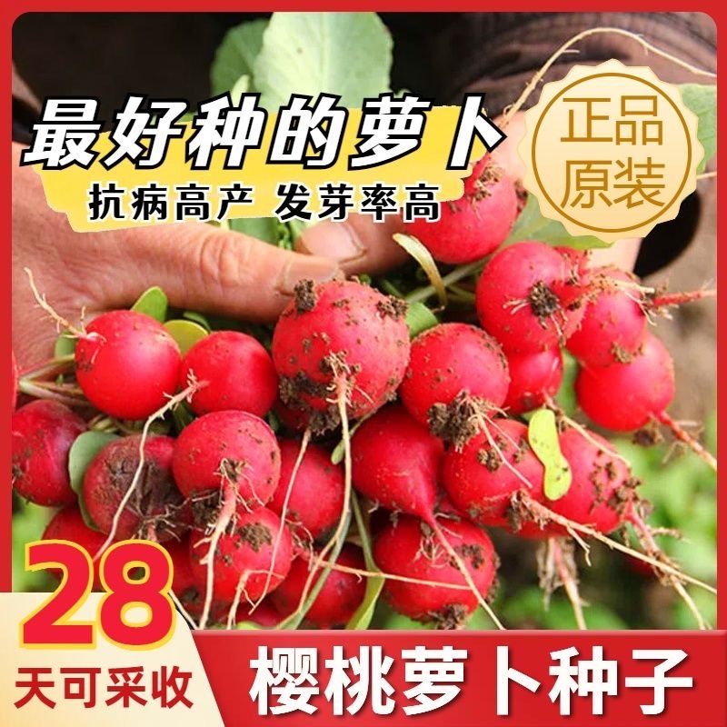 批发红樱桃萝卜种子菜种萝卜种子