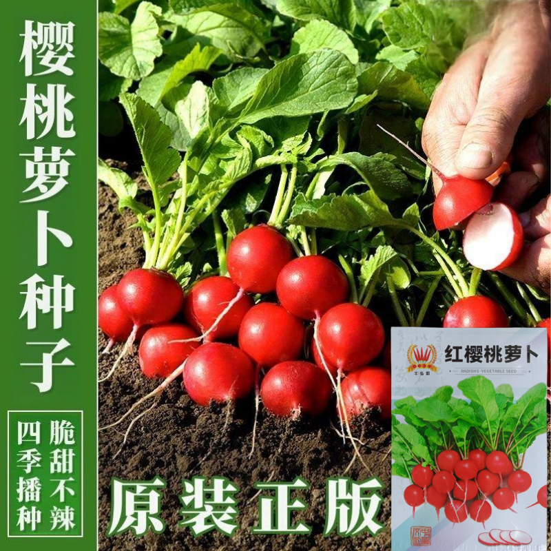 四季樱桃萝卜种子小萝卜种籽蔬菜种子口感好基