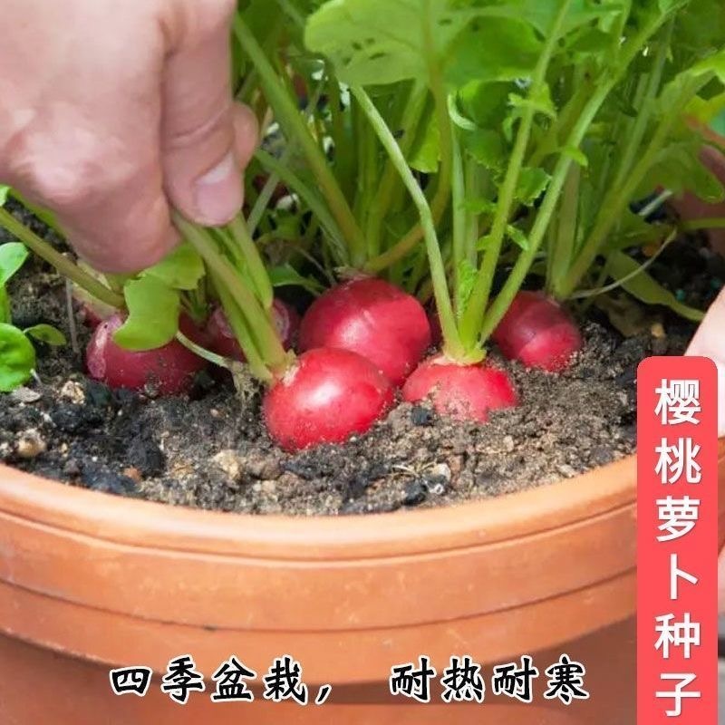 四季樱桃萝卜种子小萝卜种籽蔬菜种子口感好基