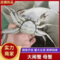 大闸蟹，洪湖清水大闸蟹，一手货源，产地直发满膏满黄河蟹