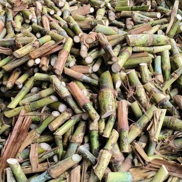 贵州高产巨菌草种苗基地直发提供技术指导可送货上门