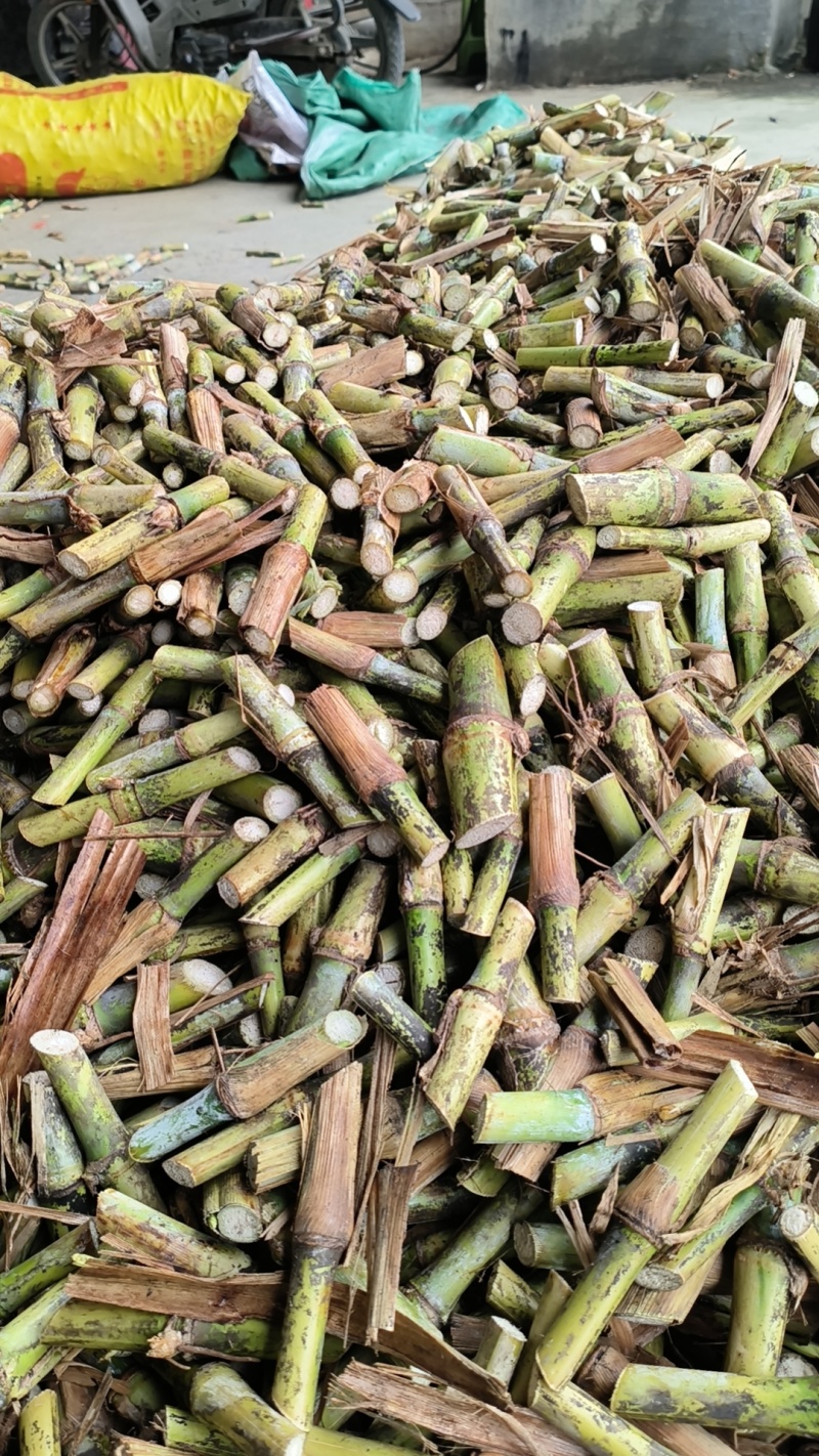 贵州高产巨菌草种苗基地直发提供技术指导可送货上门