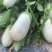 奶油白茄子种子松田雪茄籽早熟早熟乳白色四季种植
