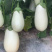 奶油白茄子种子松田雪茄籽早熟早熟乳白色四季种植
