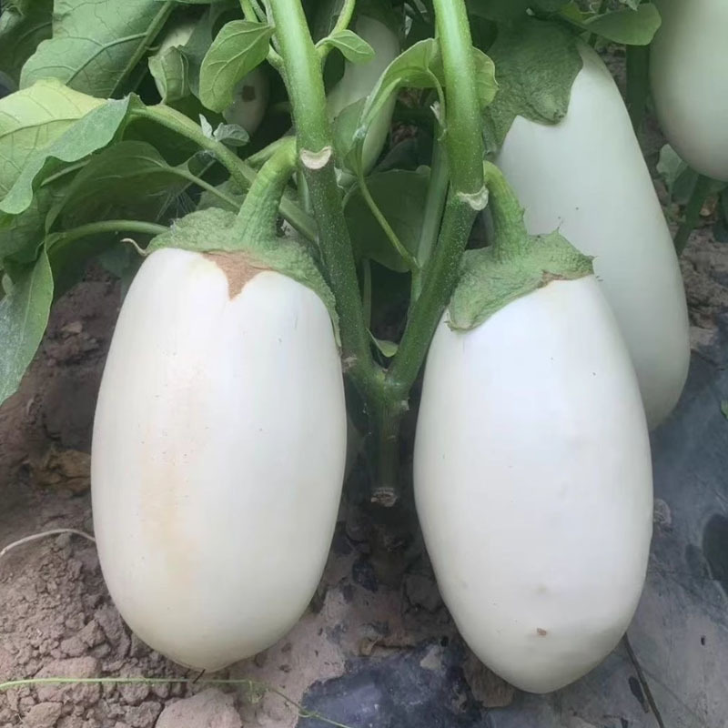 奶油白茄子种子松田雪茄籽早熟早熟乳白色四季种植