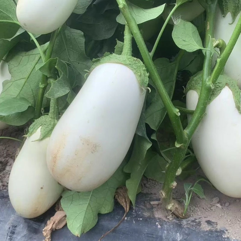 奶油白茄子种子松田雪茄籽早熟早熟乳白色四季种植