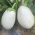 奶油白茄子种子松田雪茄籽早熟早熟乳白色四季种植