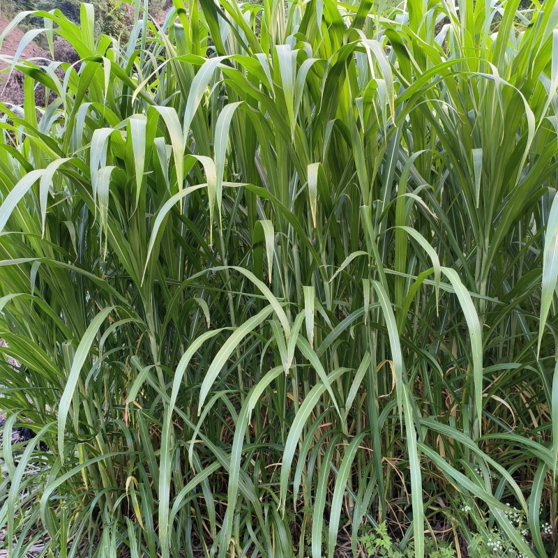 贵州高产巨菌草种苗基地直发提供技术指导可送货上门
