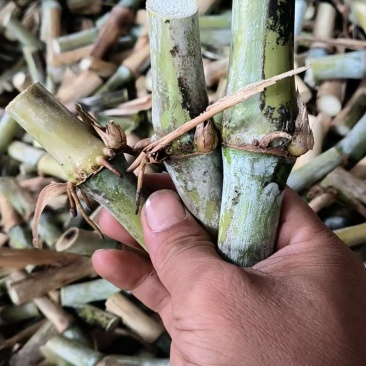 贵州甜象草种苗无绒毛甜象3号提供技术指导可送货上门