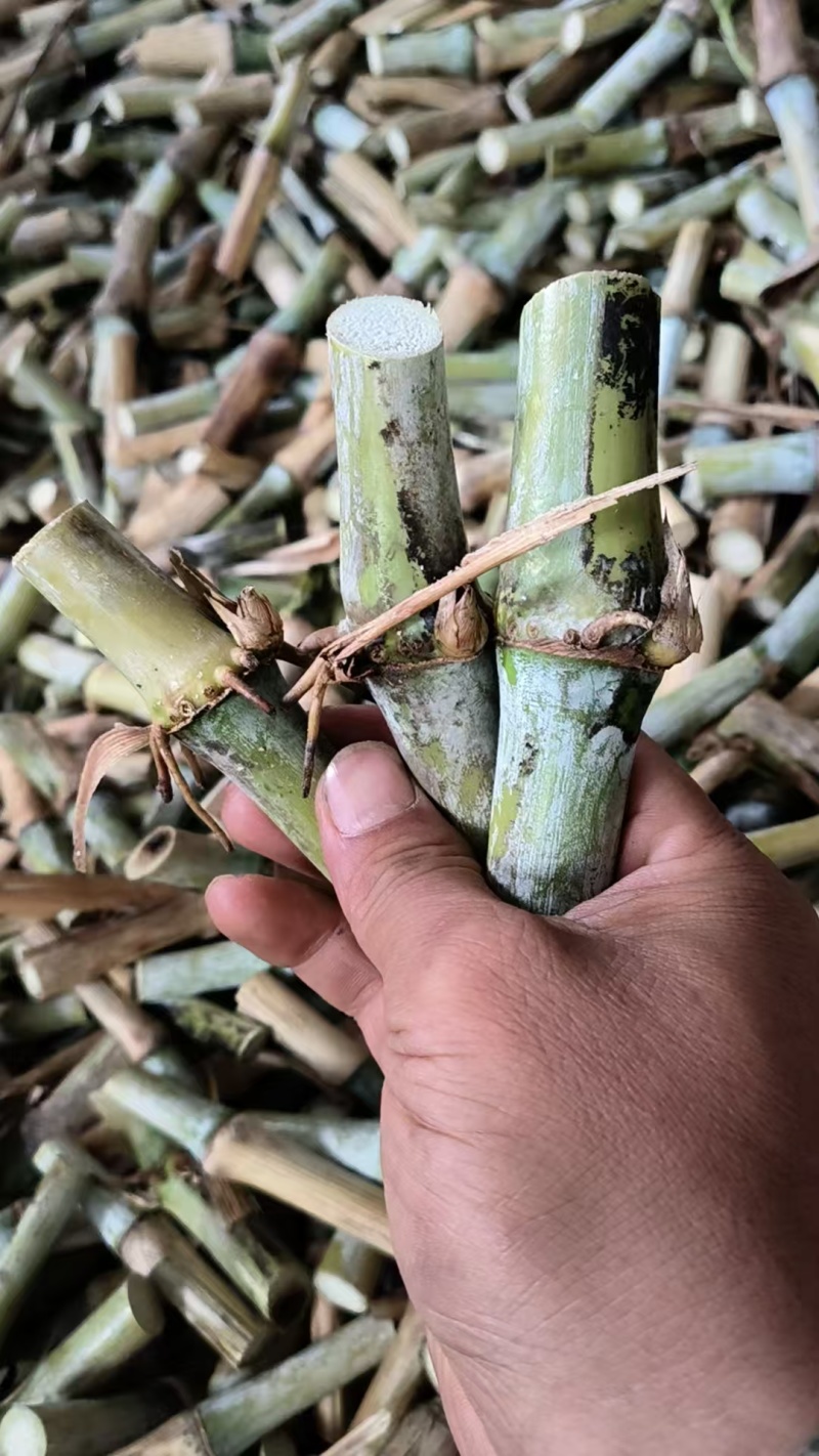 贵州甜象草种苗无绒毛甜象3号提供技术指导可送货上门