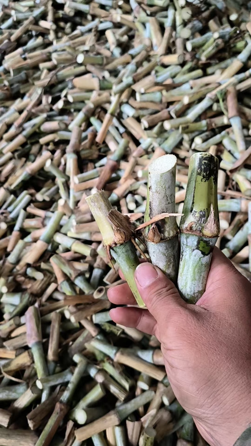 贵州甜象草种苗无绒毛甜象3号提供技术指导可送货上门