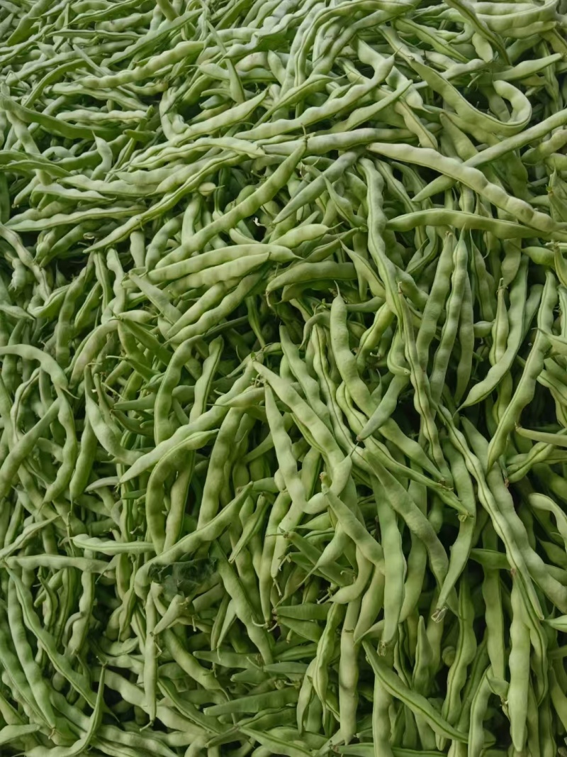 精品大青豆新鲜上市大量有货量大价优产地直发对接全国