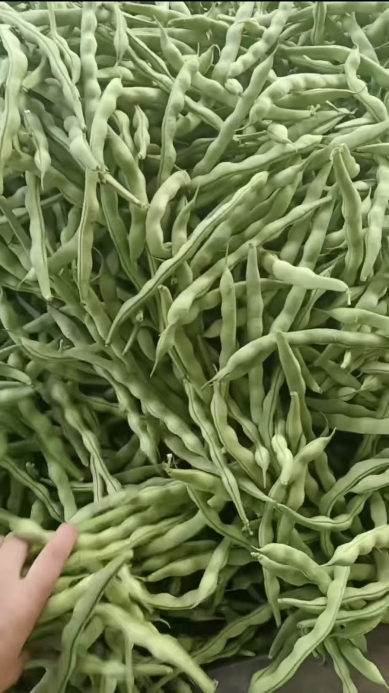 精品大青豆新鲜上市大量有货量大价优产地直发对接全国