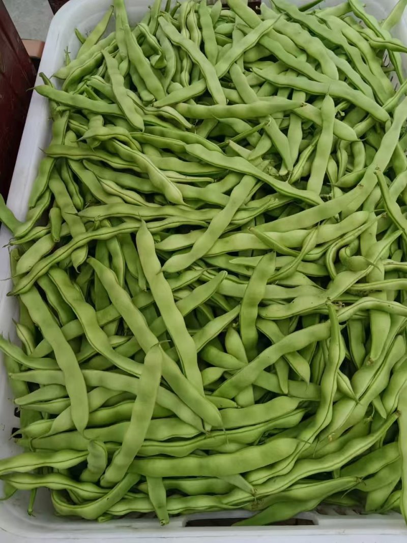 精品大青豆新鲜上市大量有货量大价优产地直发对接全国