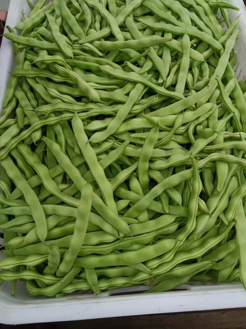 精品大青豆新鲜上市大量有货量大价优产地直发对接全国