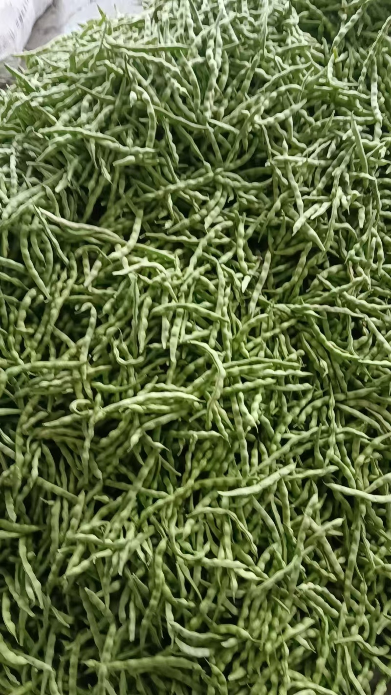 精品大青豆新鲜上市大量有货量大价优产地直发对接全国
