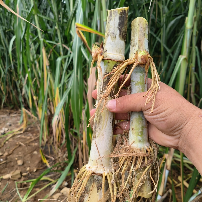 金牧良草中华草牧草种子提供技术指导可送货上门