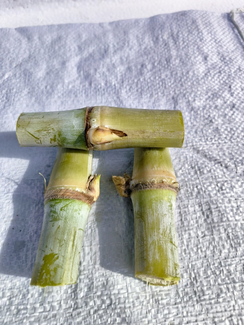金牧良草中华草牧草种子提供技术指导可送货上门