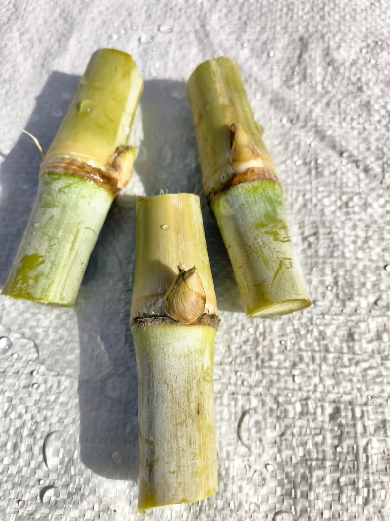 金牧良草中华草牧草种子提供技术指导可送货上门